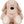 Zippie dog