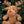 Reindeer