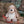 Zippie dog