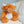 Zippie highland cow 