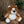 Zippie lion