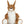 Zippie kangaroo