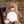 Zippie brown bear