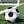Zippie football