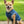 Dog’s denim jacket