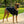 Dog’s varsity jacket