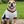 Dog’s football t-shirt