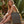 EarthAware® organic bag for life